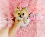 Small #10 Pomeranian