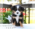 Small #4 Miniature Australian Shepherd