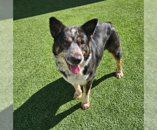 Medium Photo #1 Mutt Puppy For Sale in Camarillo, CA, USA