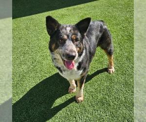 Mutt Dogs for adoption in Camarillo, CA, USA