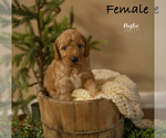 Puppy 3 Goldendoodle-Poodle (Standard) Mix