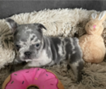 Puppy 2 French Bulldog
