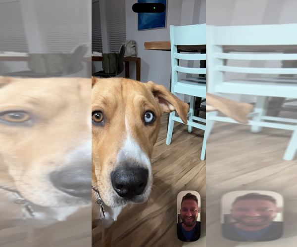 Medium Photo #4 Labsky Puppy For Sale in Aurora, IN, USA