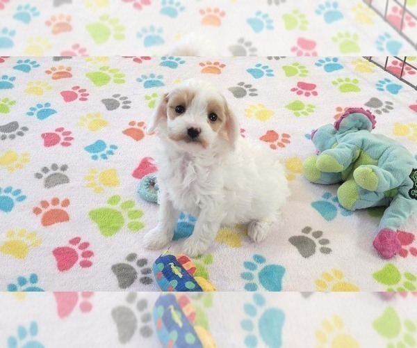 Medium Photo #10 Cavapoo (Miniature)-Poodle (Toy) Mix Puppy For Sale in ORO VALLEY, AZ, USA