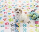 Small #9 Cavapoo (Miniature)-Poodle (Toy) Mix