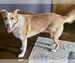 Small #2 Australian Shepherd Mix