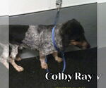 Small Photo #10 Dachshund-Unknown Mix Puppy For Sale in San Antonio, TX, USA
