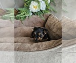 Small #7 Yorkshire Terrier