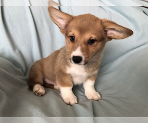 Medium Pembroke Welsh Corgi