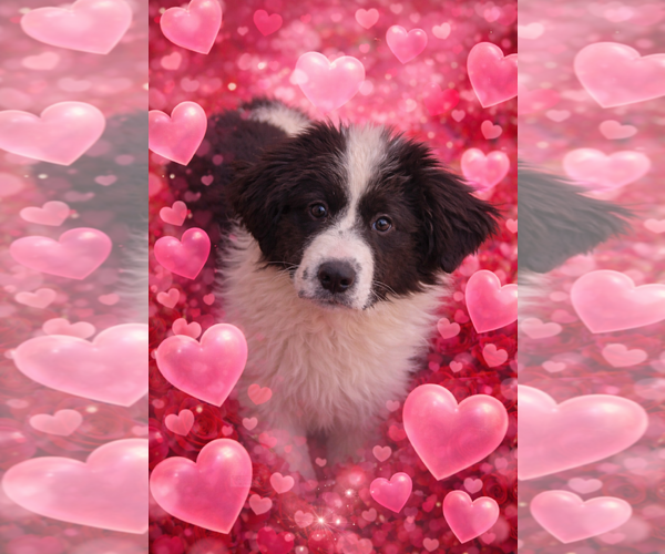 Medium Photo #1 Great Pyrenees-Unknown Mix Puppy For Sale in Croydon, NH, USA