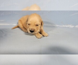 Medium Golden Retriever