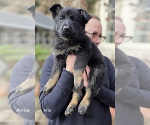 Medium German Shepherd Dog