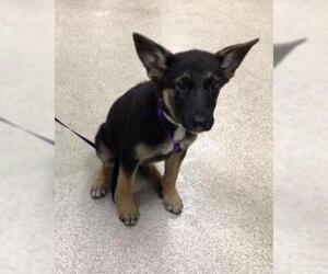 German Shepherd Dog Dogs for adoption in Riverside, CA, USA