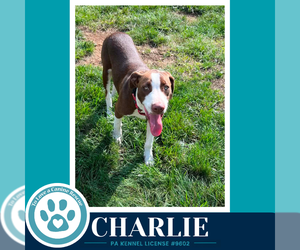 Labrador Retriever-Unknown Mix Dogs for adoption in Kimberton, PA, USA