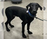 Small Great Dane-Labrador Retriever Mix