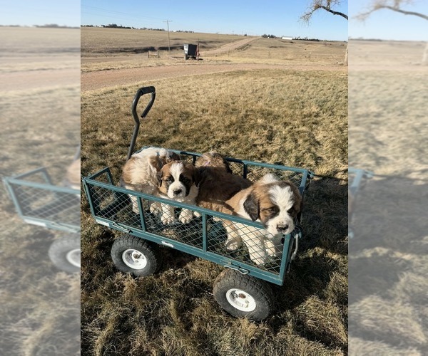 Medium Photo #8 Saint Bernard Puppy For Sale in OTIS, CO, USA