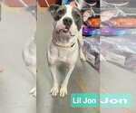 Small Photo #3 Mutt Puppy For Sale in Richmond, IN, USA