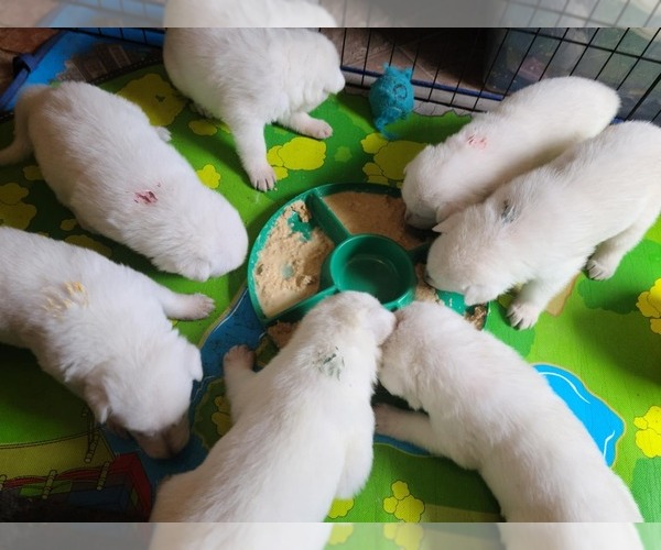 Medium Photo #64 German Shepherd Dog Puppy For Sale in CECILIA, KY, USA