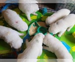 Small Photo #64 German Shepherd Dog Puppy For Sale in CECILIA, KY, USA