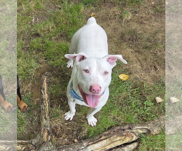 Medium Photo #9 American Pit Bull Terrier-Unknown Mix Puppy For Sale in Hillsboro, NH, USA
