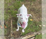 Small #8 American Pit Bull Terrier Mix