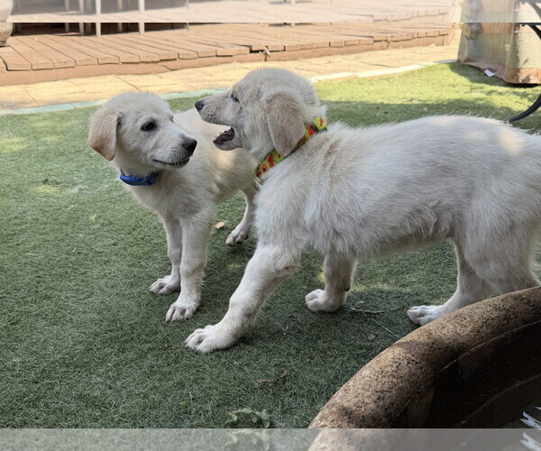 Medium Photo #9 German Shepherd Dog-Great Pyrenees Mix Puppy For Sale in Dallas, TX, USA