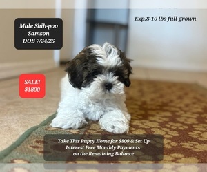 Shih-Poo Puppy for sale in TUCSON, AZ, USA