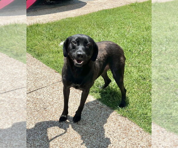 Medium Photo #3 Labrador Retriever-Unknown Mix Puppy For Sale in Boston, MA, USA
