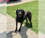 Small #2 Labrador Retriever Mix