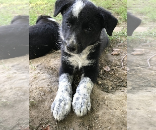 Medium Photo #5 Border Collie Puppy For Sale in CHAUMONT, NY, USA