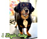 Small #23 Dachshund Mix