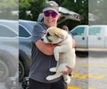 Small #3 Akita-Great Pyrenees Mix