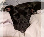 Small #27 American Pit Bull Terrier Mix