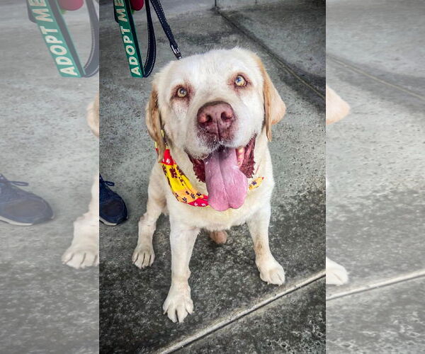 Medium Photo #6 Labrador Retriever Puppy For Sale in San Diego, CA, USA