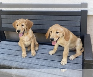 Golden Retriever Puppy for Sale in PEORIA, Arizona USA