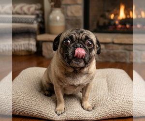 Pug Dogs for adoption in Vail, AZ, USA