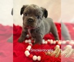 Puppy Snickerdoodle French Bulldog