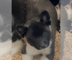 Akita Puppy for sale in MISSOULA, MT, USA
