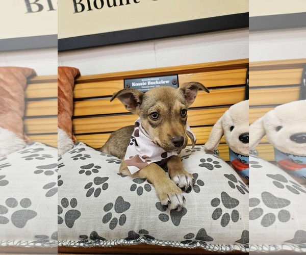 Medium Photo #3 German Shepherd Dog-Unknown Mix Puppy For Sale in SHERBURNE, NY, USA