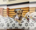 Small #2 German Shepherd Dog Mix