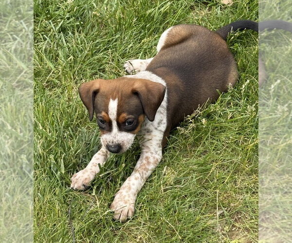 Medium Photo #3 Beagle-Unknown Mix Puppy For Sale in Aurora, IN, USA
