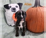 Puppy Atlas Boxer