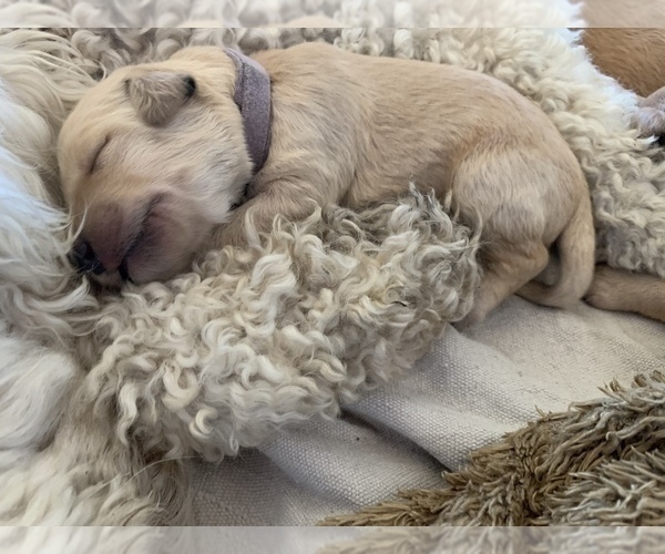 Medium Photo #44 Goldendoodle Puppy For Sale in RATHDRUM, ID, USA