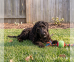 Small #2 Poodle (Miniature)-Wheaten Terrier Mix