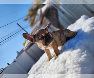 French Bulldog Puppy for Sale in EVERGREEN PARK, Illinois USA