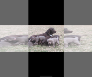 Father of the Labrador Retriever puppies born on 01/05/2022