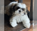 Small #2 Shih Tzu