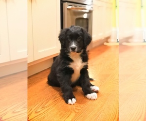 Bernedoodle Puppy for sale in SHELBYVILLE, IL, USA
