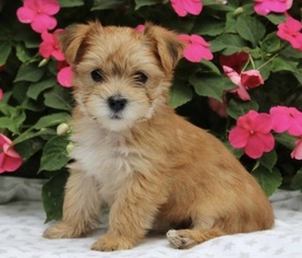 Morkie Puppy for sale in ORANGE, NJ, USA