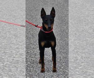 Father of the Manchester Terrier (Toy) puppies born on 08/26/2025